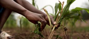 Unlocking Botswana’s Agribusiness Sector for Scalable Investment