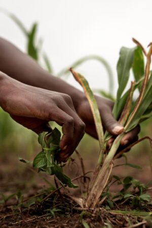 Unlocking Botswana’s Agribusiness Sector for Scalable Investment