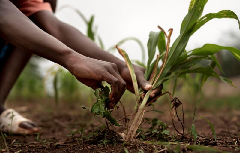 Unlocking Botswana’s Agribusiness Sector for Scalable Investment
